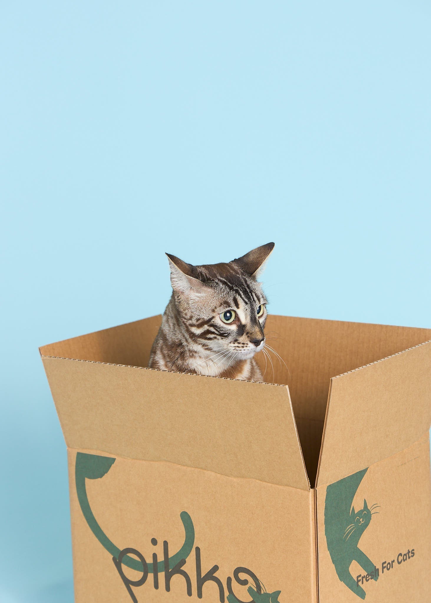 Is Fresh Cat Food Worth It? What Aussie Pet Parents Should Know Is Fresh Cat Food Worth It? What Aussie Pet Parents Should Know