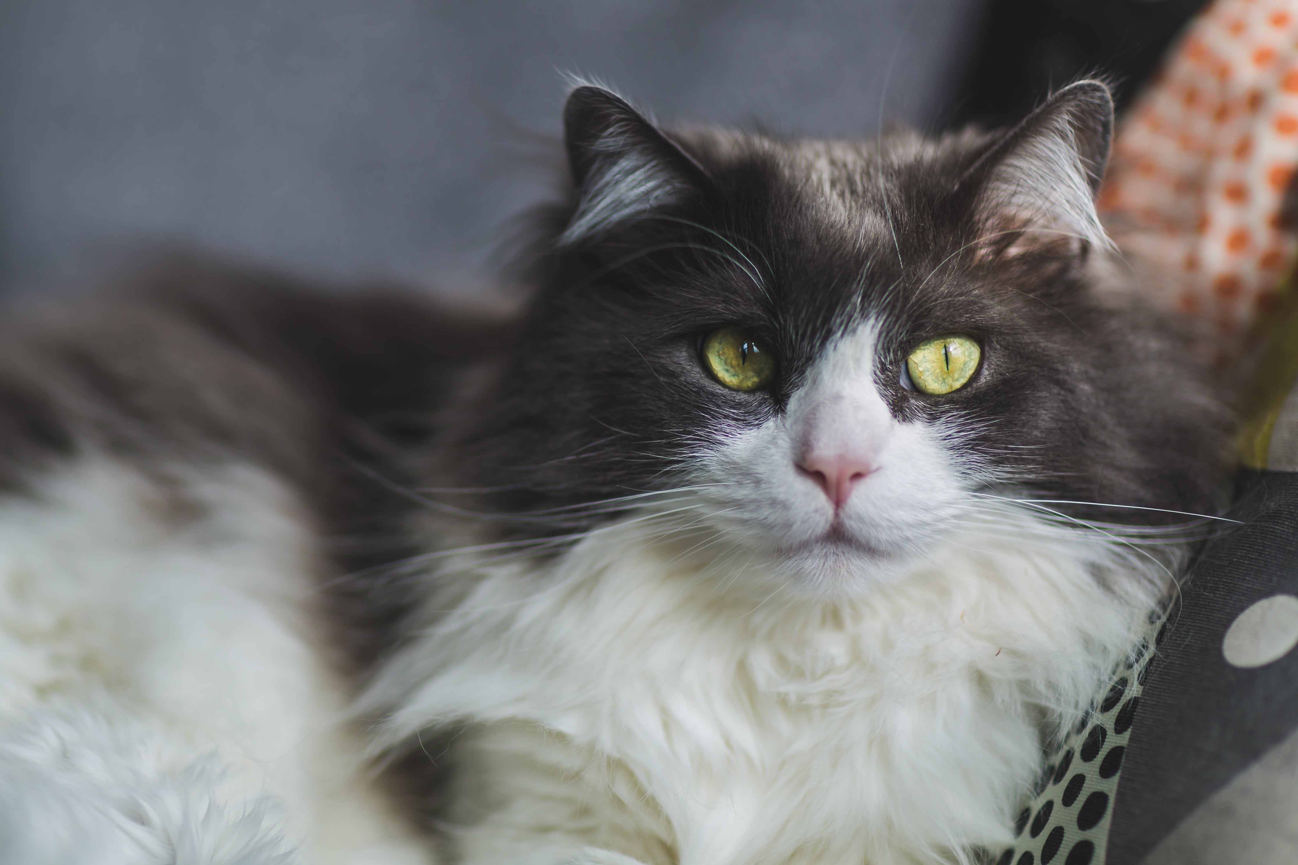Can Cats Eat Raw Meat? Here’s What Aussie Cat Parents Need to Know Can Cats Eat Raw Meat? Here’s What Aussie Cat Parents Need to Know