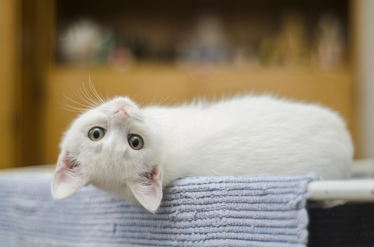 How to Transition Your Cat to a New Diet: A Complete Guide for Pet Parents How to Transition Your Cat to a New Diet: A Complete Guide for Pet Parents