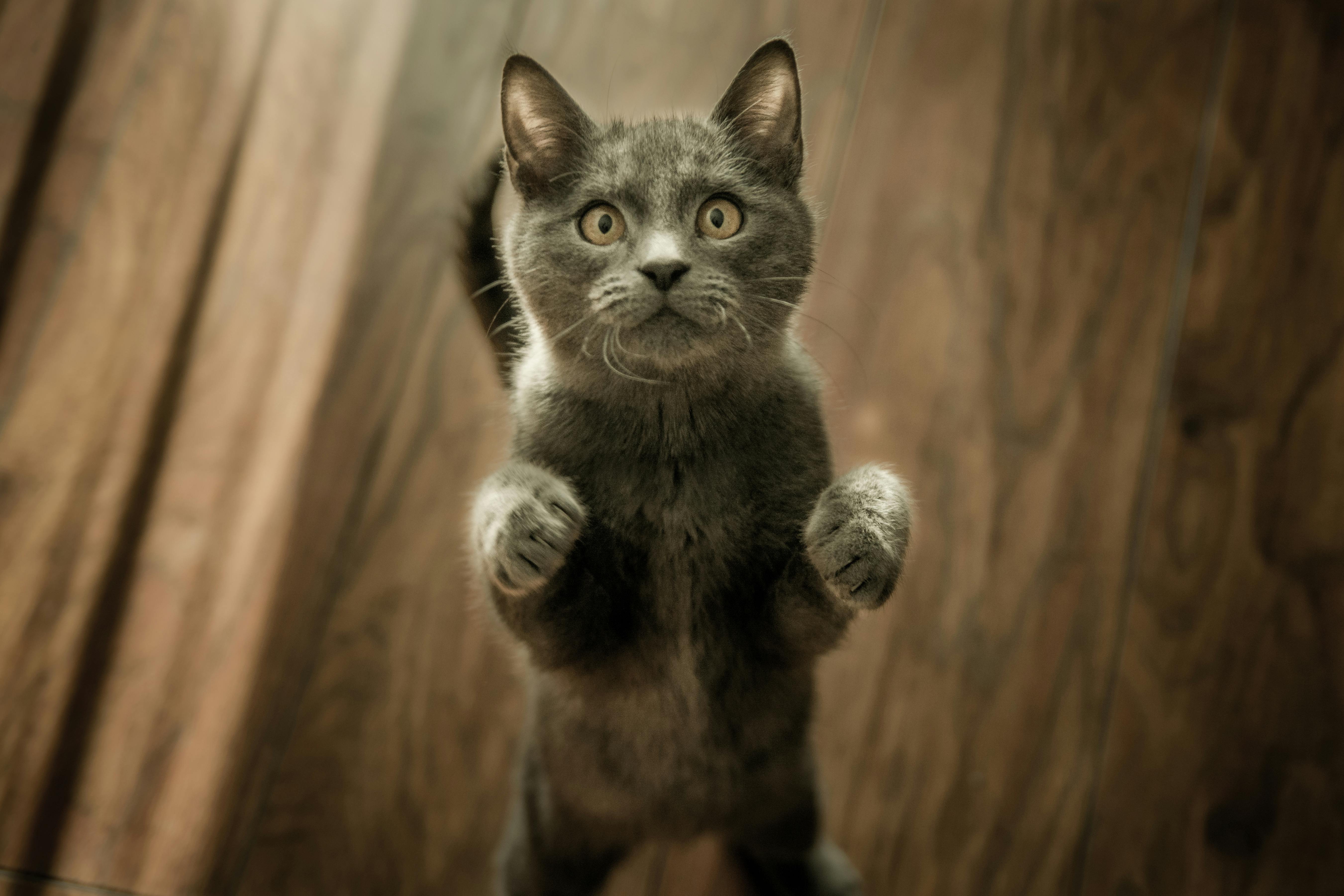 Why Is My Cat So Fussy With Food? Common Reasons and What to Do Why Is My Cat So Fussy With Food? Common Reasons and What to Do