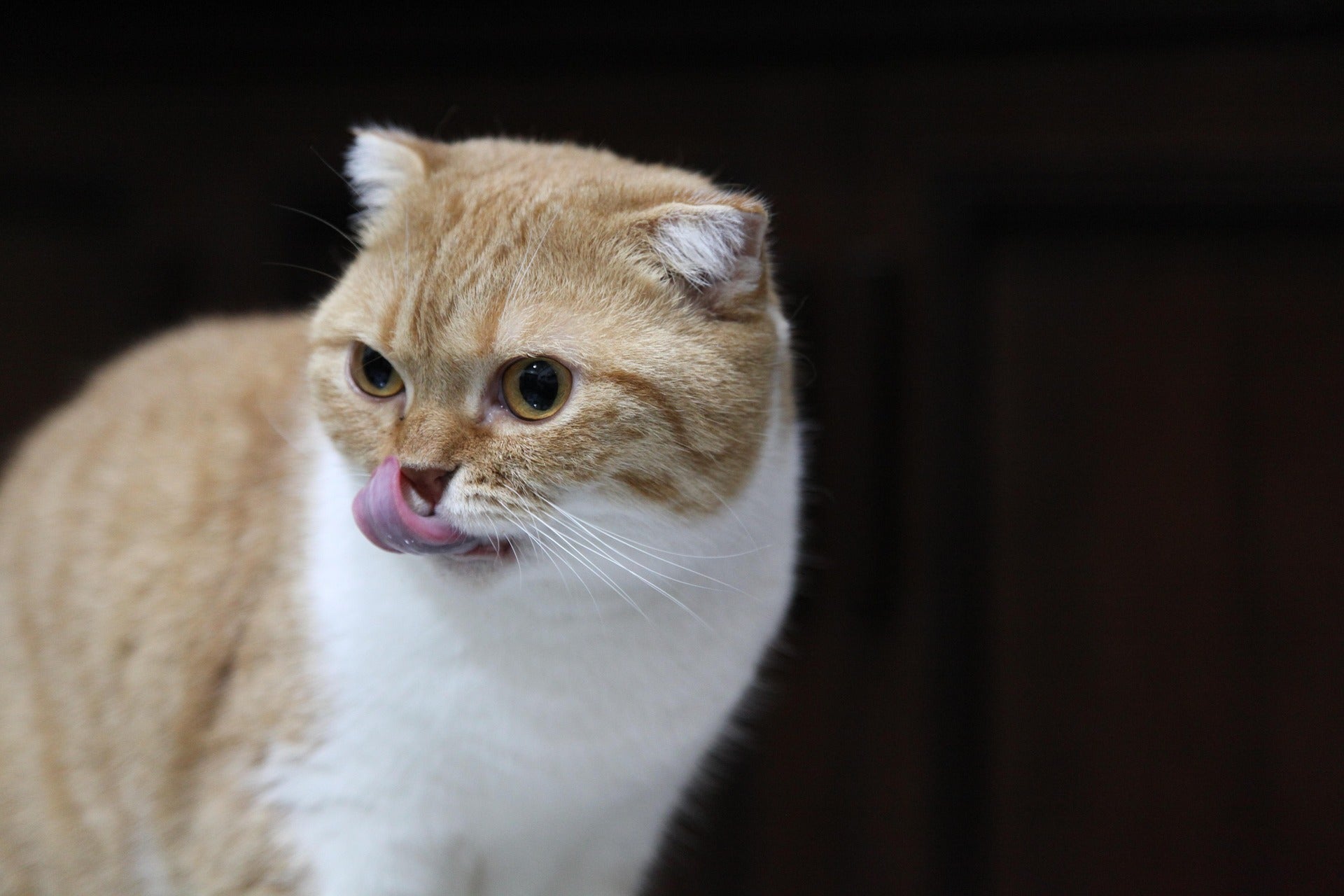 Best Cat Food in Australia 2025 Best Cat Food in Australia 2025