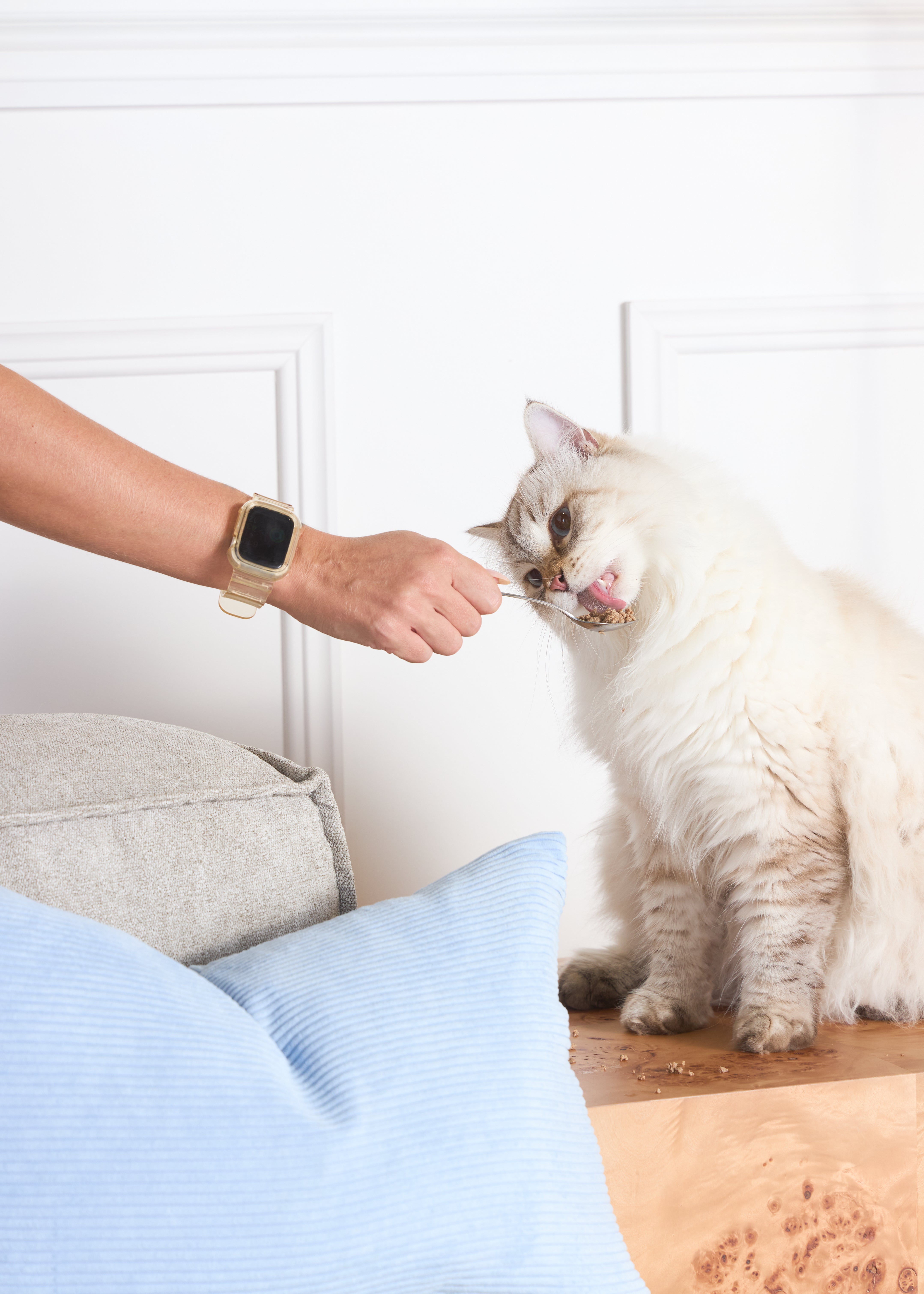 A fluffy white cat eagerly eats a treat by hand, showcasing its excitement for Pikko’s fresh cat food. A fluffy white cat eagerly eats a treat by hand, showcasing its excitement for Pikko’s fresh cat food.