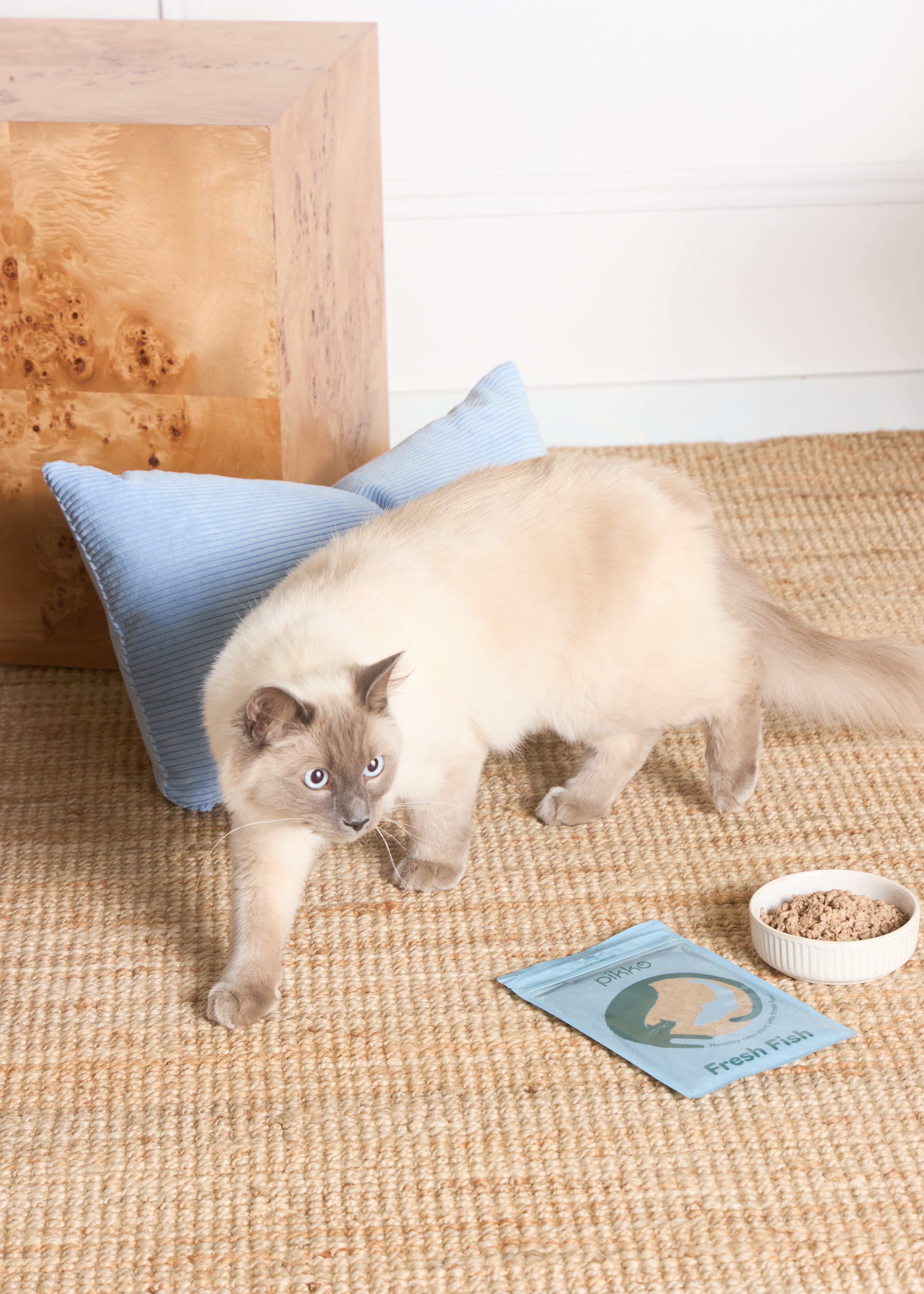 Fluffy white cat walking near PIKKO Fresh Fish pouch and ceramic food bowl Fluffy white cat walking near PIKKO Fresh Fish pouch and ceramic food bowl