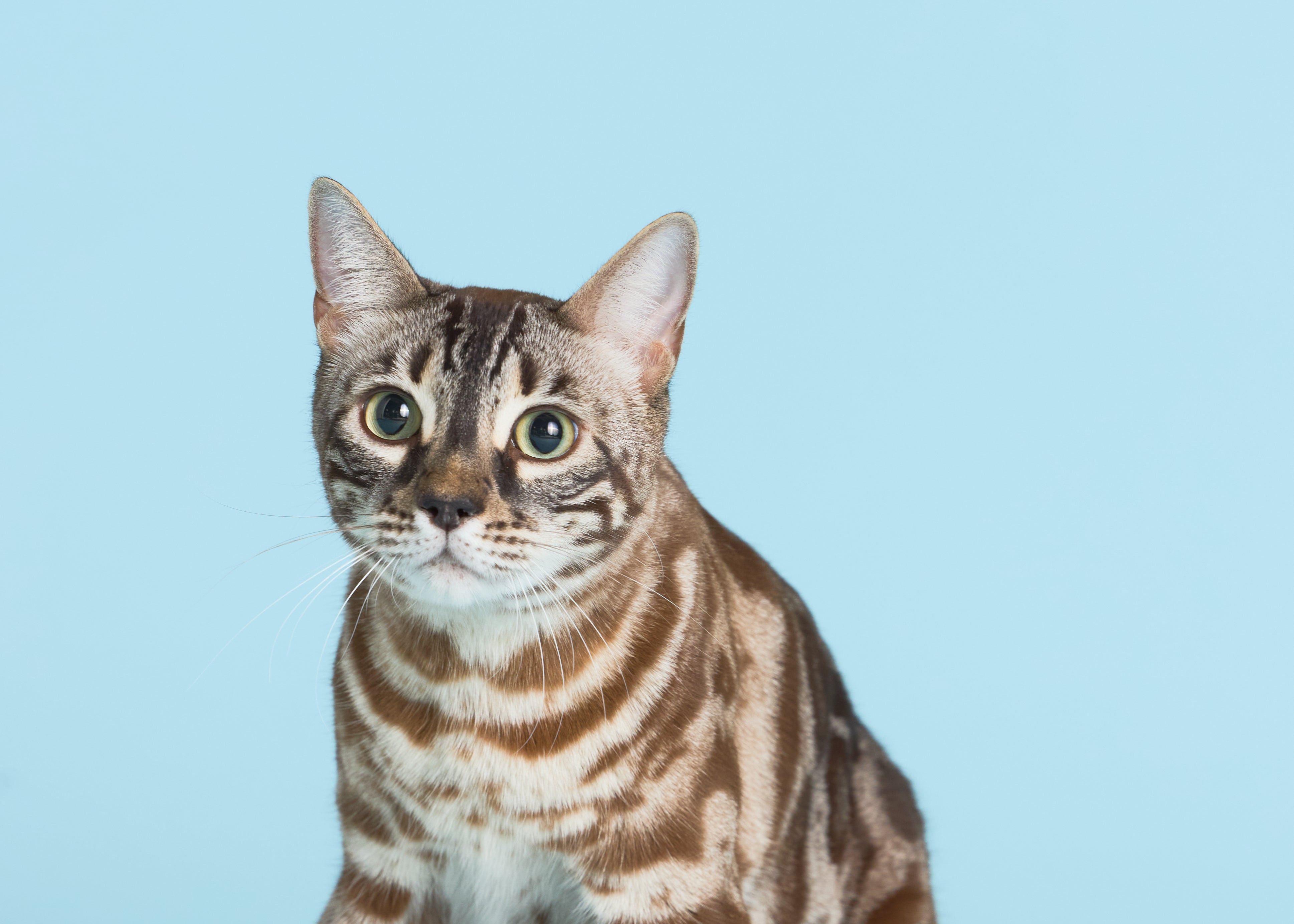 Close-up of a Bengal cat with striking green eyes and a patterned coat against a pastel blue background. Close-up of a Bengal cat with striking green eyes and a patterned coat against a pastel blue background.