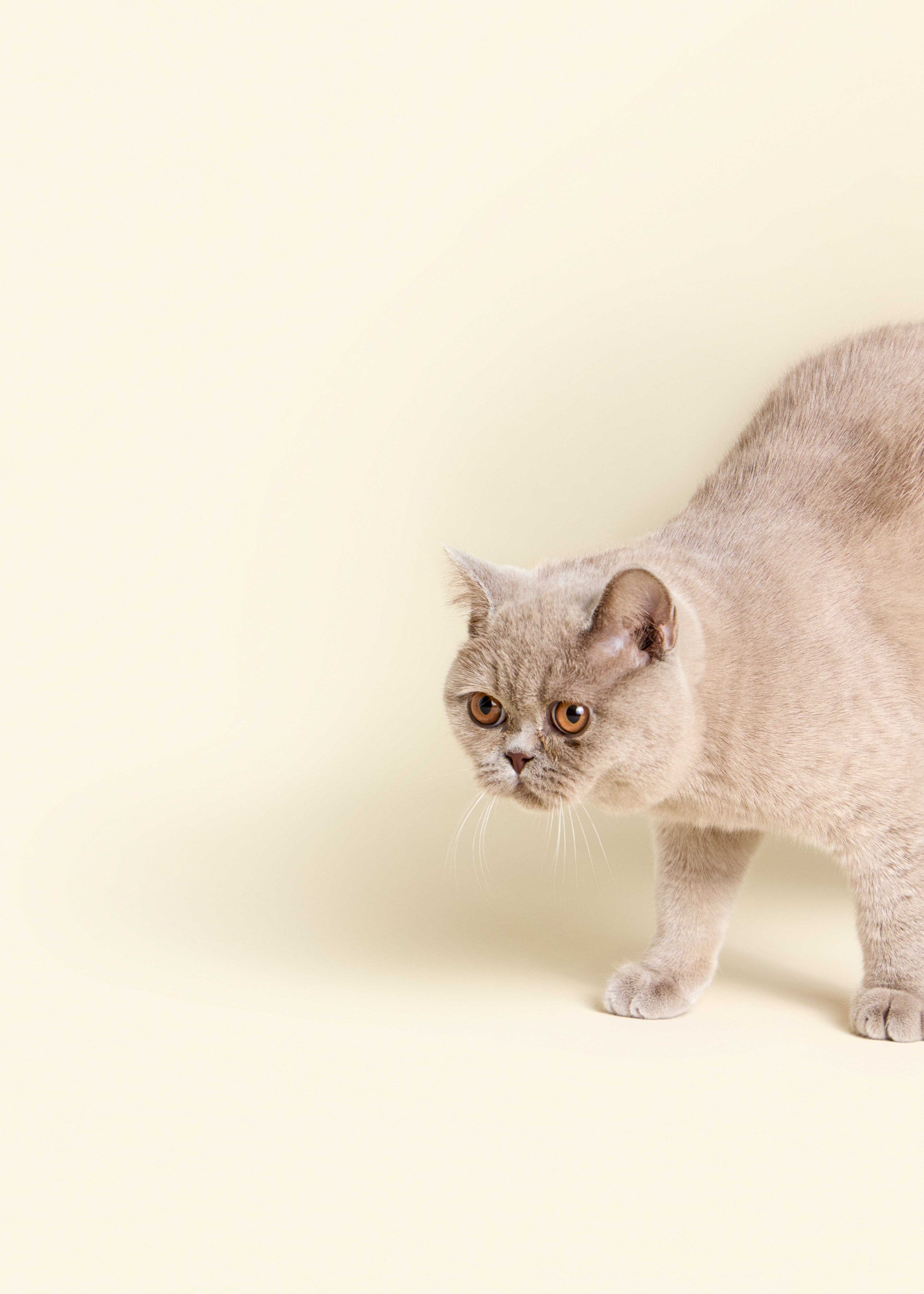 British Shorthair cat walking on a cream background during a Pikko cat food photoshoot. British Shorthair cat walking on a cream background during a Pikko cat food photoshoot.