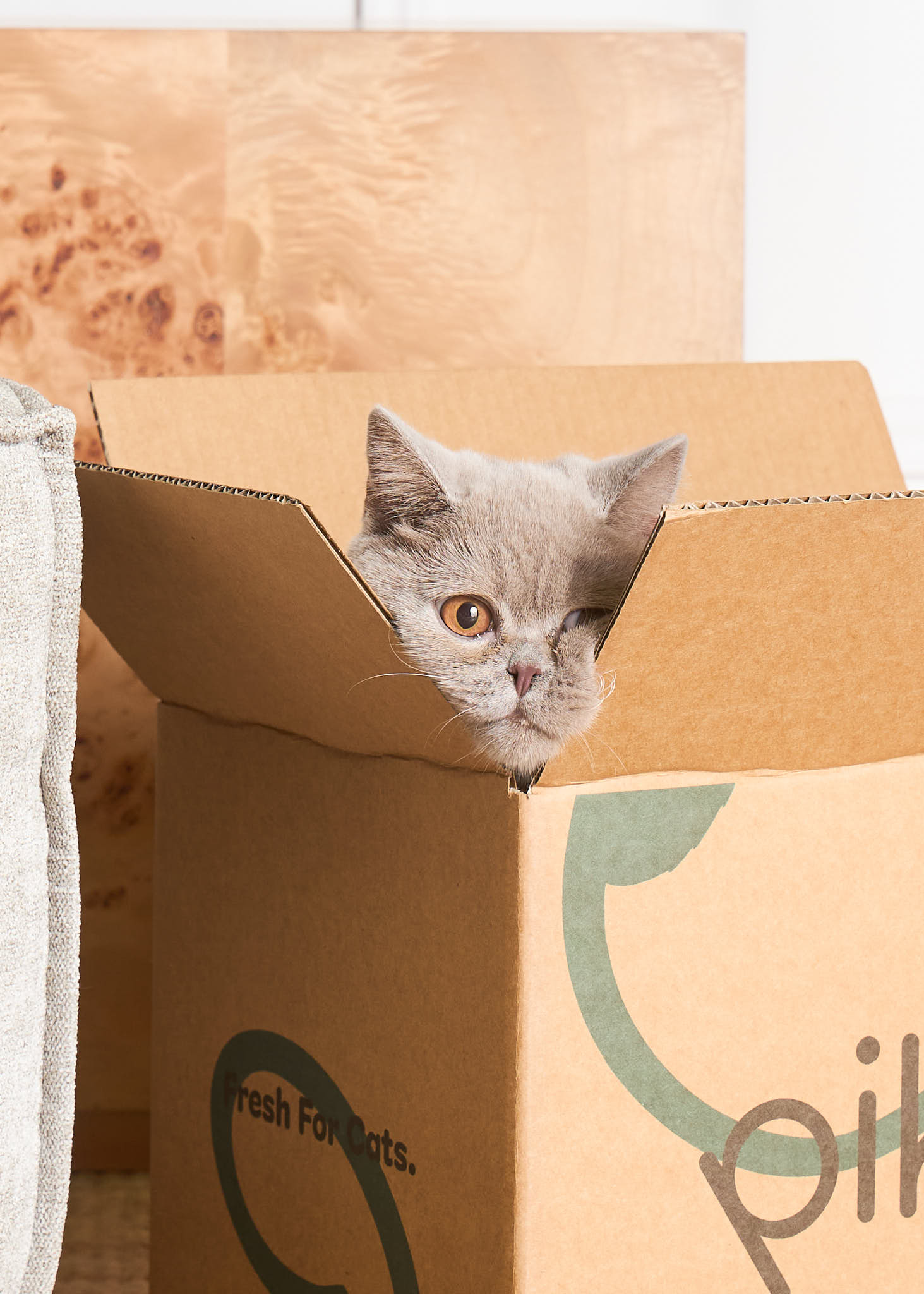 Grey British Shorthair cat peeking out of a Pikko fresh cat food delivery box inside a cozy home. Grey British Shorthair cat peeking out of a Pikko fresh cat food delivery box inside a cozy home.