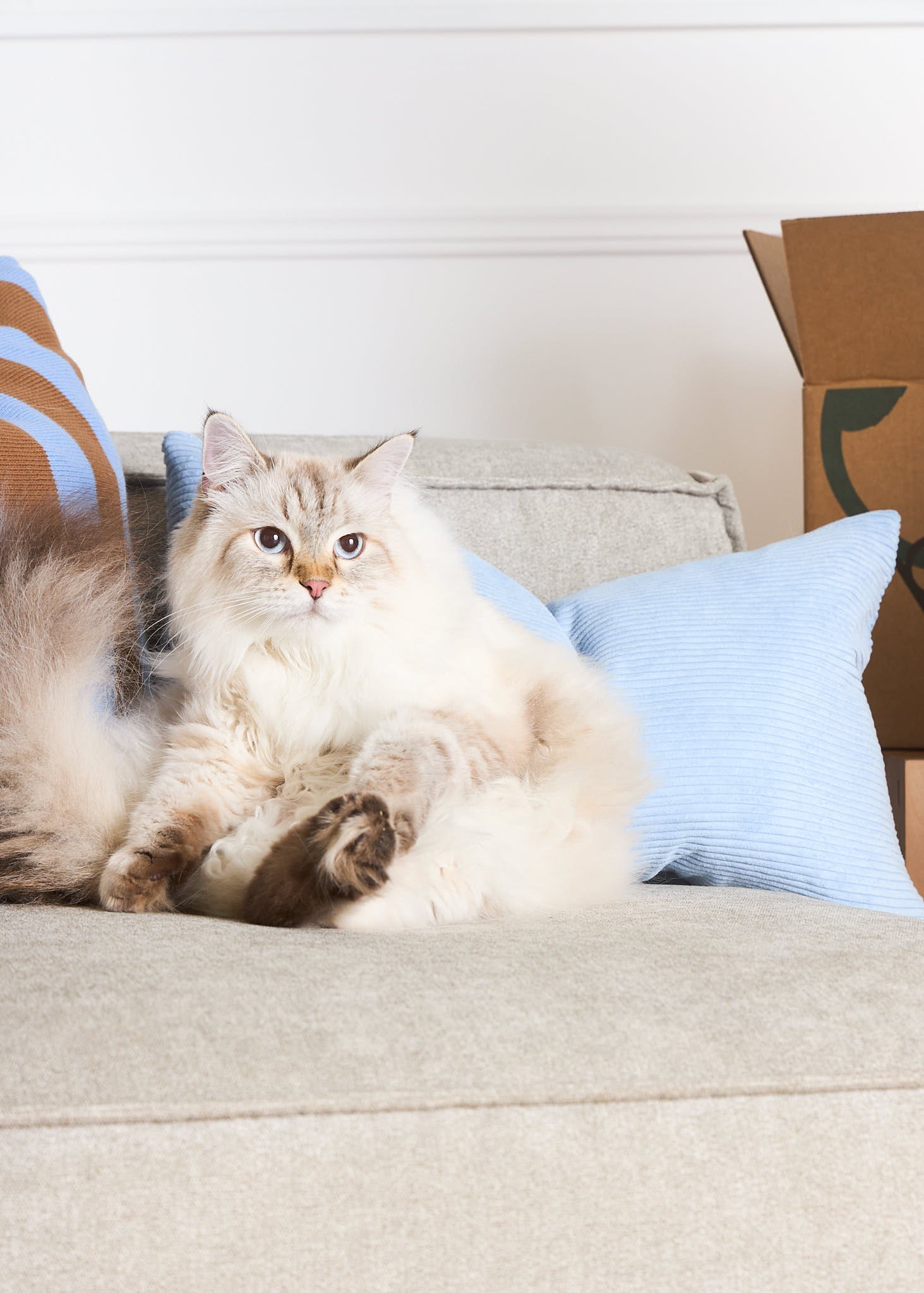Fluffy white and tabby cat lounging comfortably on a beige sofa with blue cushions, next to a Pikko delivery box in the background. Fluffy white and tabby cat lounging comfortably on a beige sofa with blue cushions, next to a Pikko delivery box in the background.