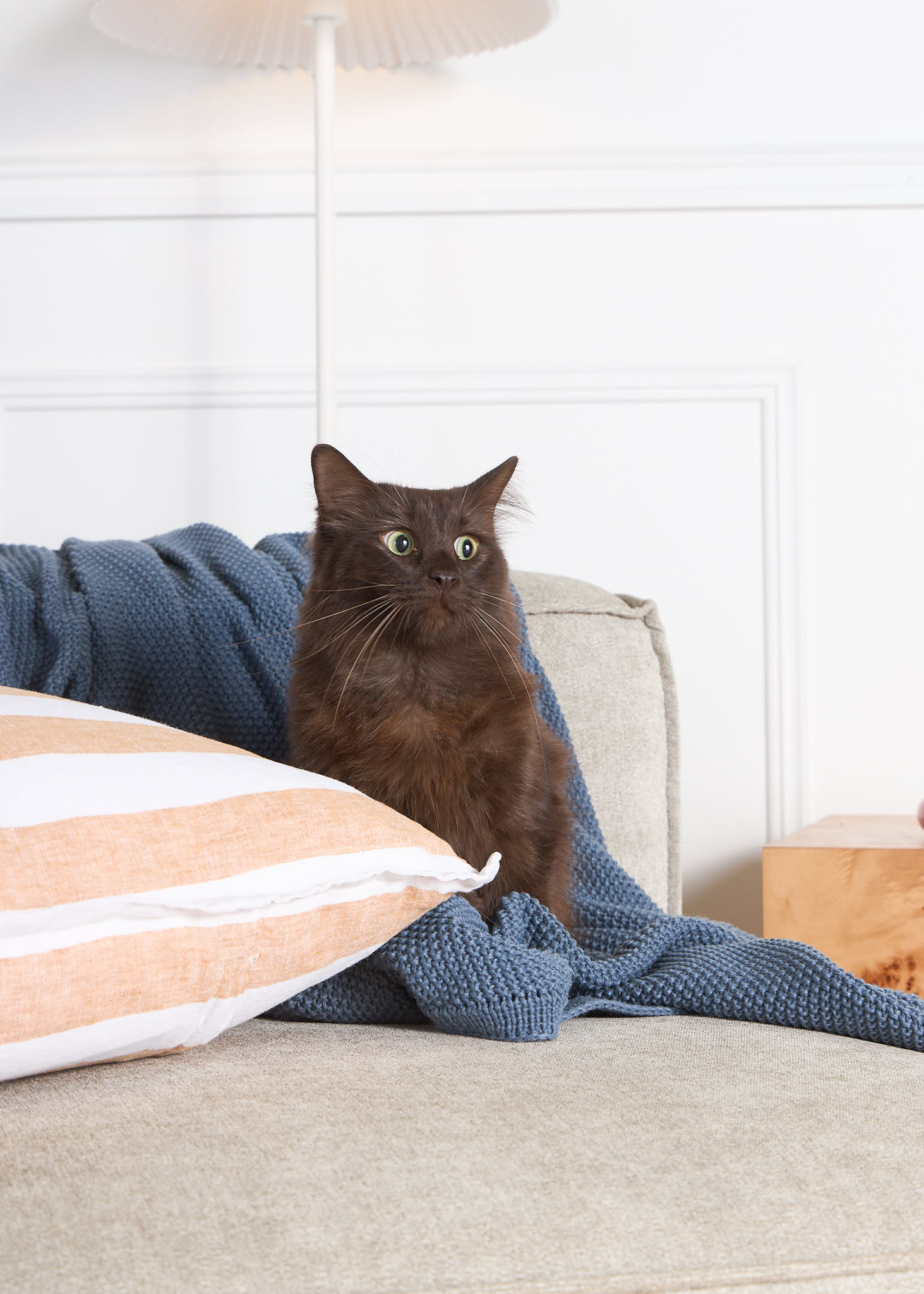 Fluffy dark brown cat sitting alert on a modern sofa, part of Pikko’s fresh cat food recipe visuals. Fluffy dark brown cat sitting alert on a modern sofa, part of Pikko’s fresh cat food recipe visuals.