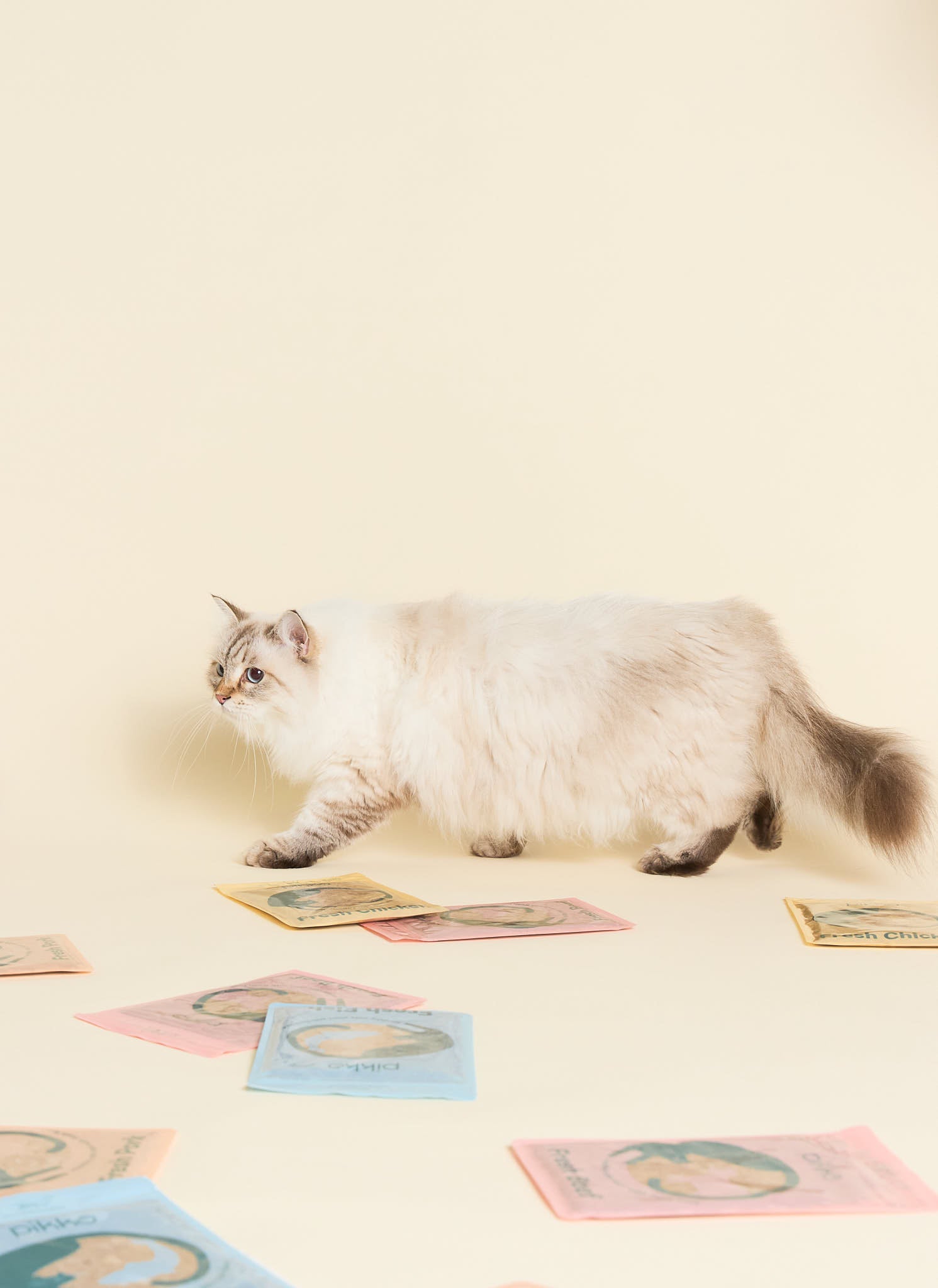 Fluffy white cat walking across a soft cream background surrounded by Pikko’s fresh cat food pouches in beef, chicken, pork, and fish recipes. Fluffy white cat walking across a soft cream background surrounded by Pikko’s fresh cat food pouches in beef, chicken, pork, and fish recipes.