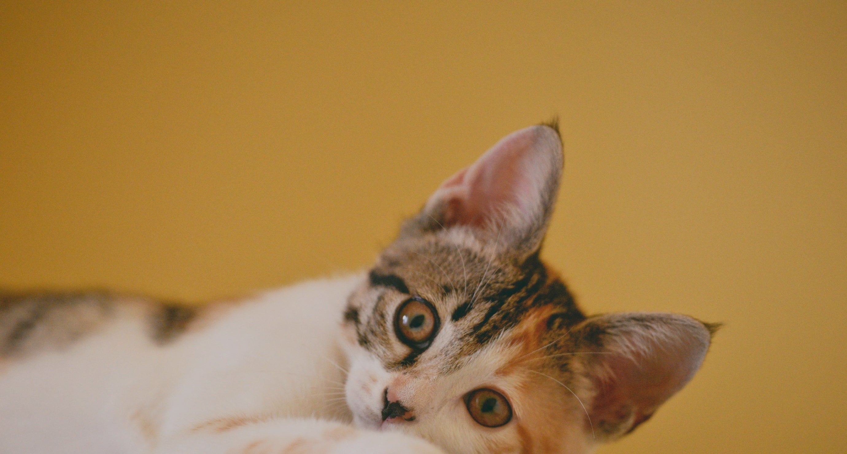 Playful calico kitten resting against a soft surface, staring into the camera with a curious expression and a mustard-yellow backdrop. Playful calico kitten resting against a soft surface, staring into the camera with a curious expression and a mustard-yellow backdrop.