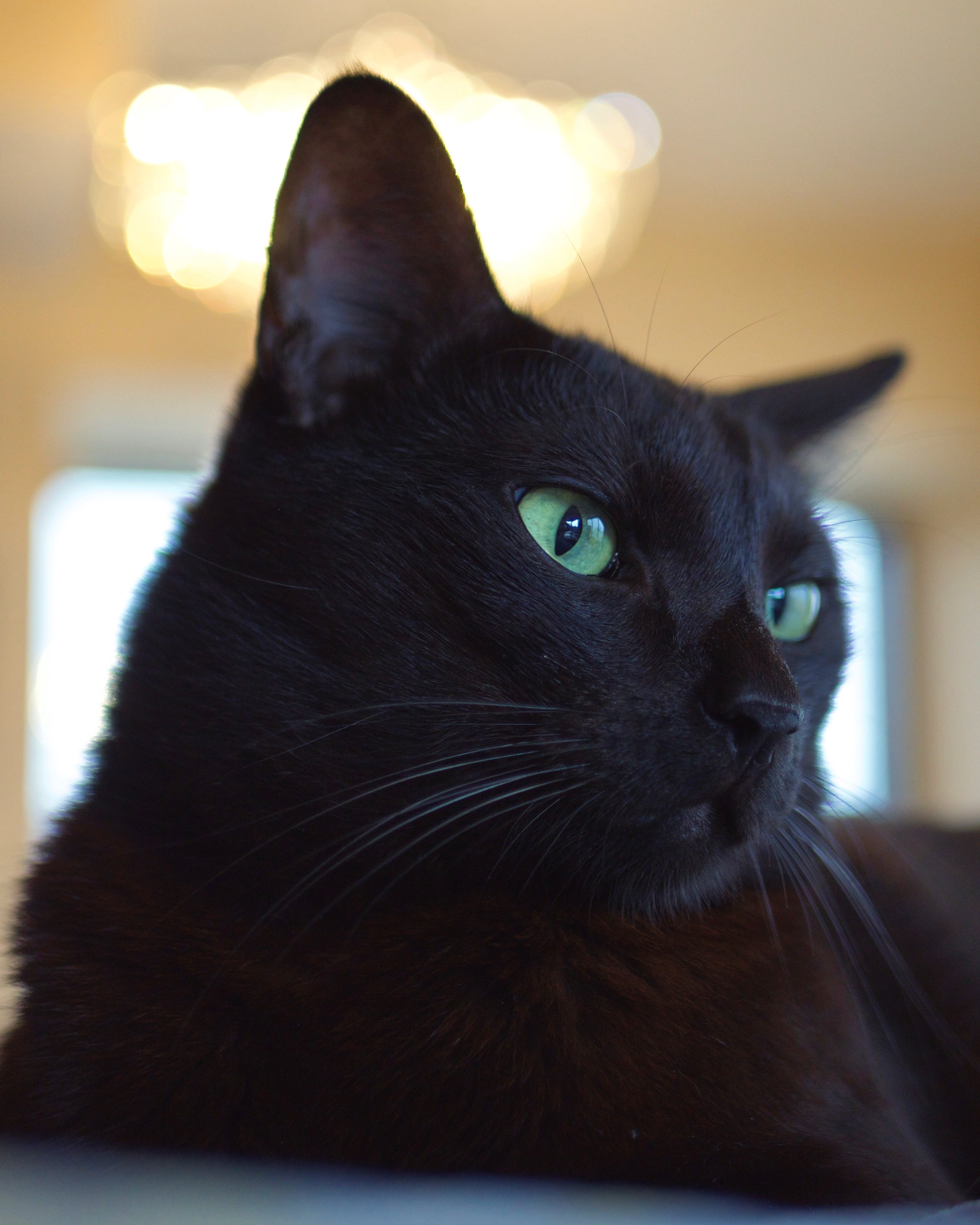 Black cat with striking green eyes resting indoors with warm ambient lighting in the background. Black cat with striking green eyes resting indoors with warm ambient lighting in the background.