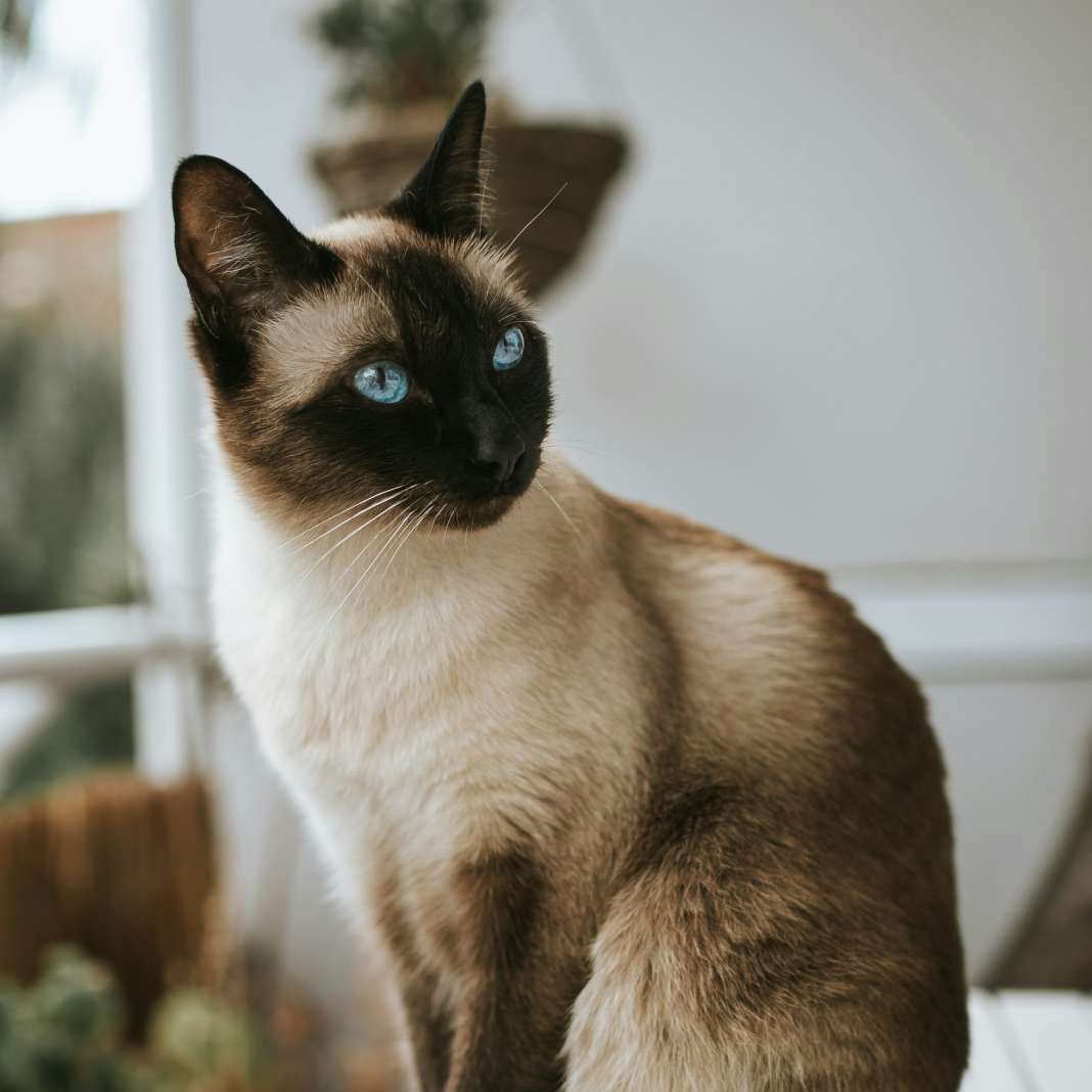 Siamese cat with striking blue eyes sitting indoors near a window, gazing thoughtfully to the side. Siamese cat with striking blue eyes sitting indoors near a window, gazing thoughtfully to the side.