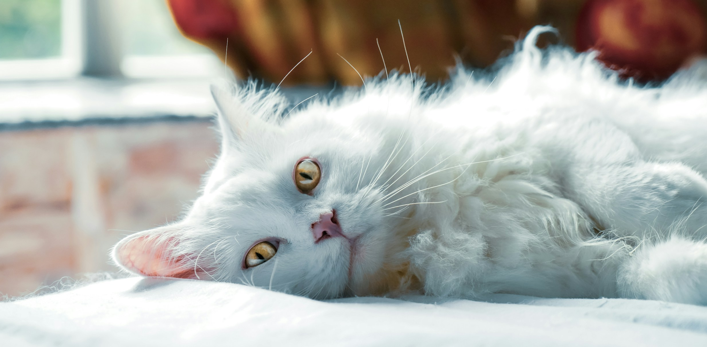 White long-haired cat with golden eyes lying peacefully on a bed in natural daylight. White long-haired cat with golden eyes lying peacefully on a bed in natural daylight.