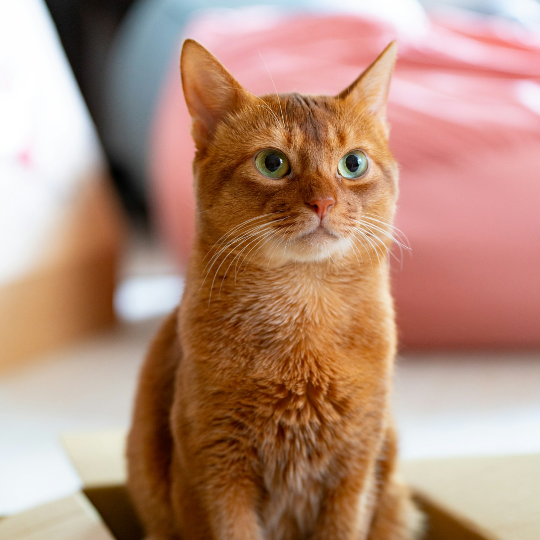 Close-up of an orange tabby cat with bright green eyes sitting in a Pikko delivery box, with a soft-focus pink background. Close-up of an orange tabby cat with bright green eyes sitting in a Pikko delivery box, with a soft-focus pink background.
