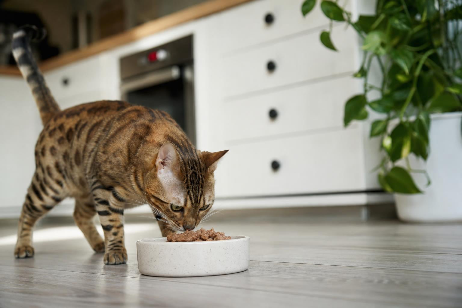 Cat Food Without Preservatives: The Aussie Guide 2026
