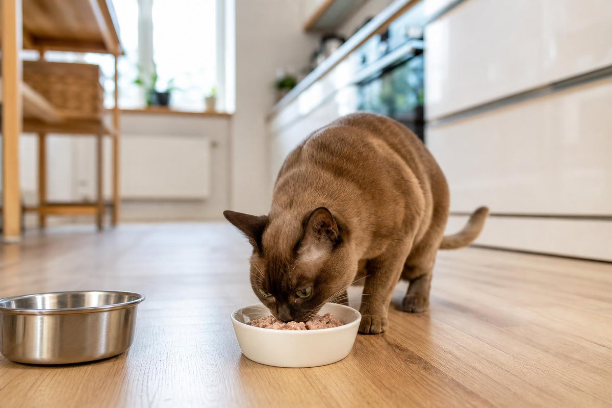Best Food for Burmese Cats (2026): Vet-Backed Guide