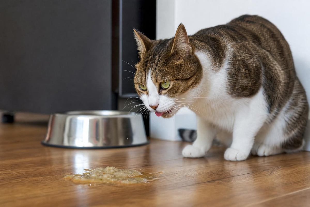 Cat Vomiting After Eating? 7 Causes & What to Do (2026)