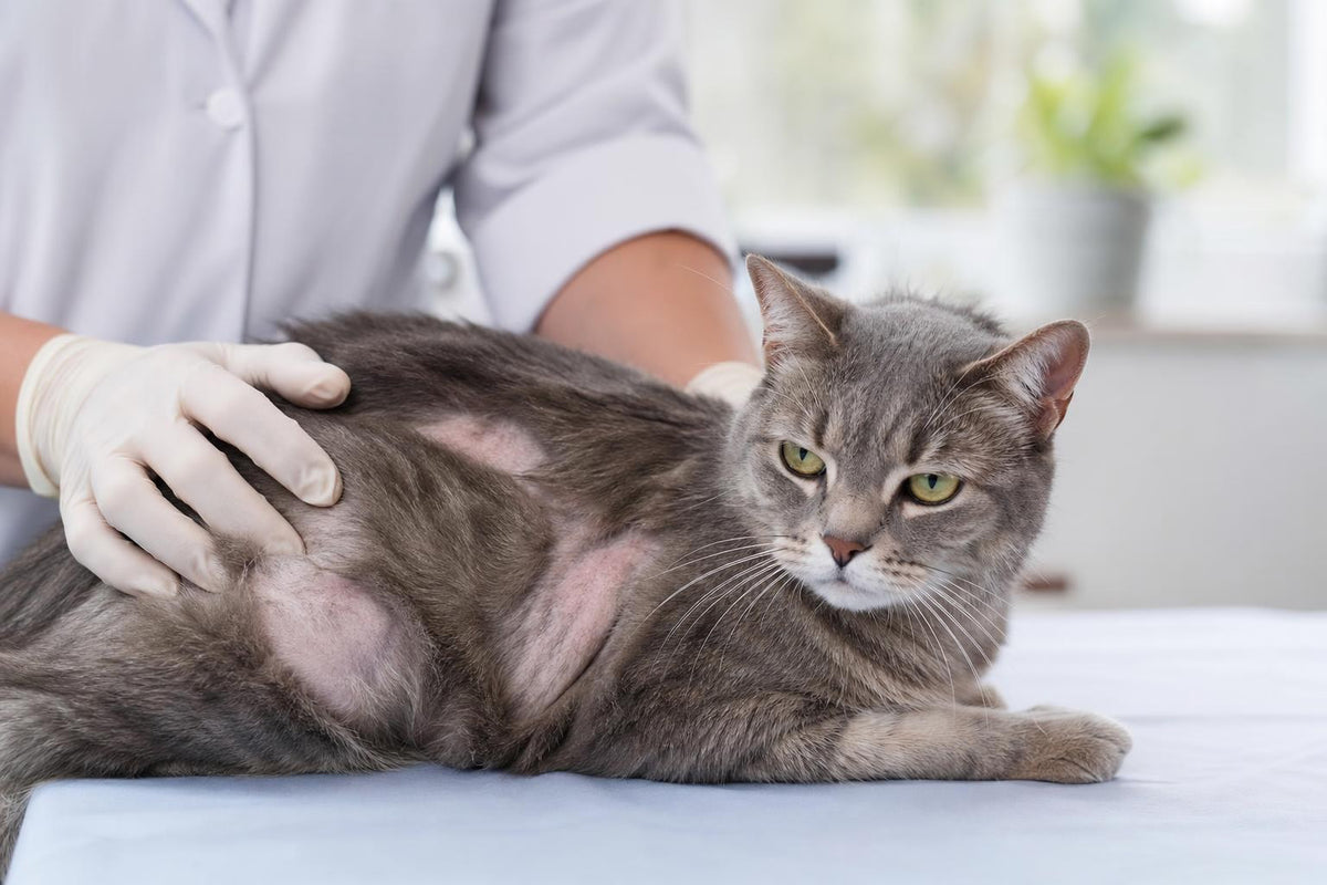 Cat Losing Fur in 2026: Causes, Treatments & Fixes