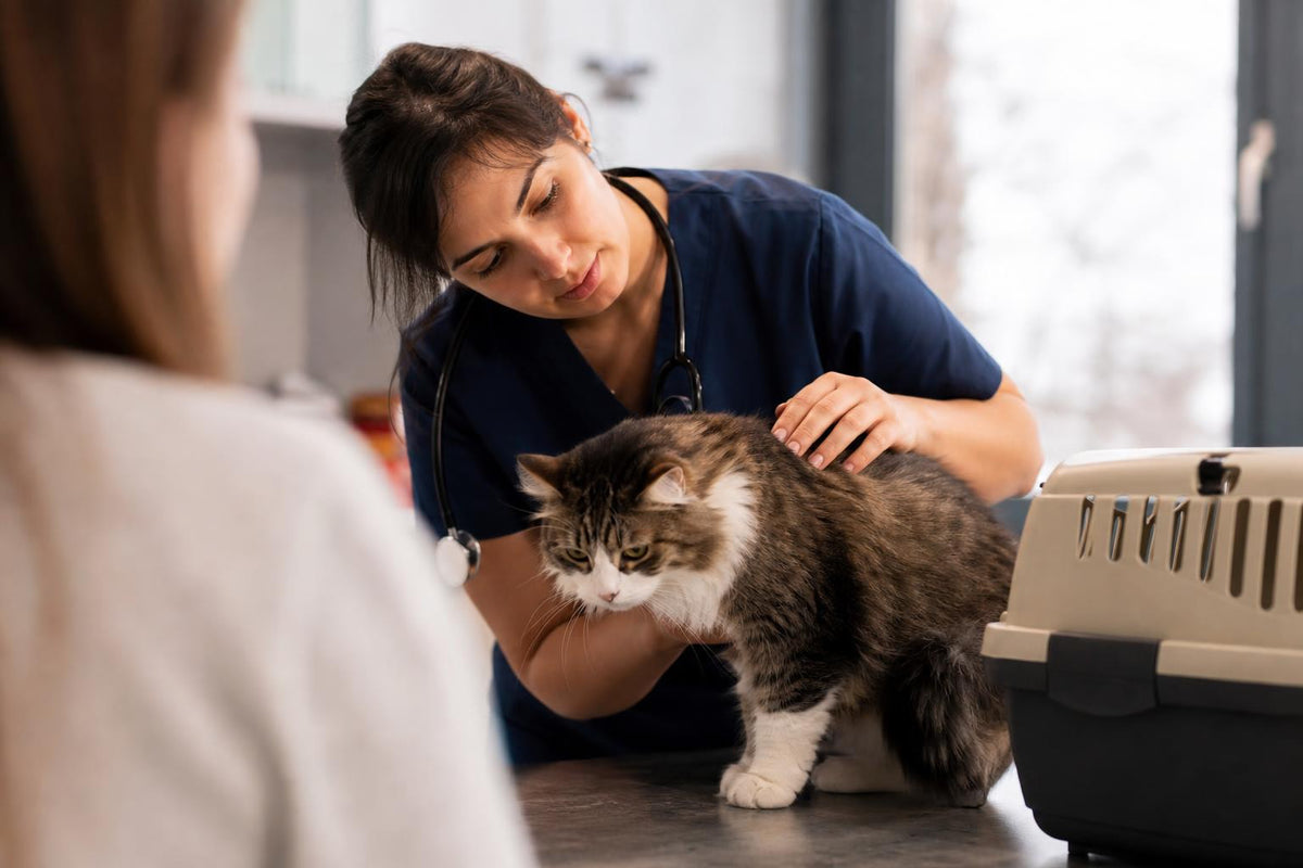 Cat Diarrhoea Food: 2026 Vet-Approved Glossary & Diet Tips