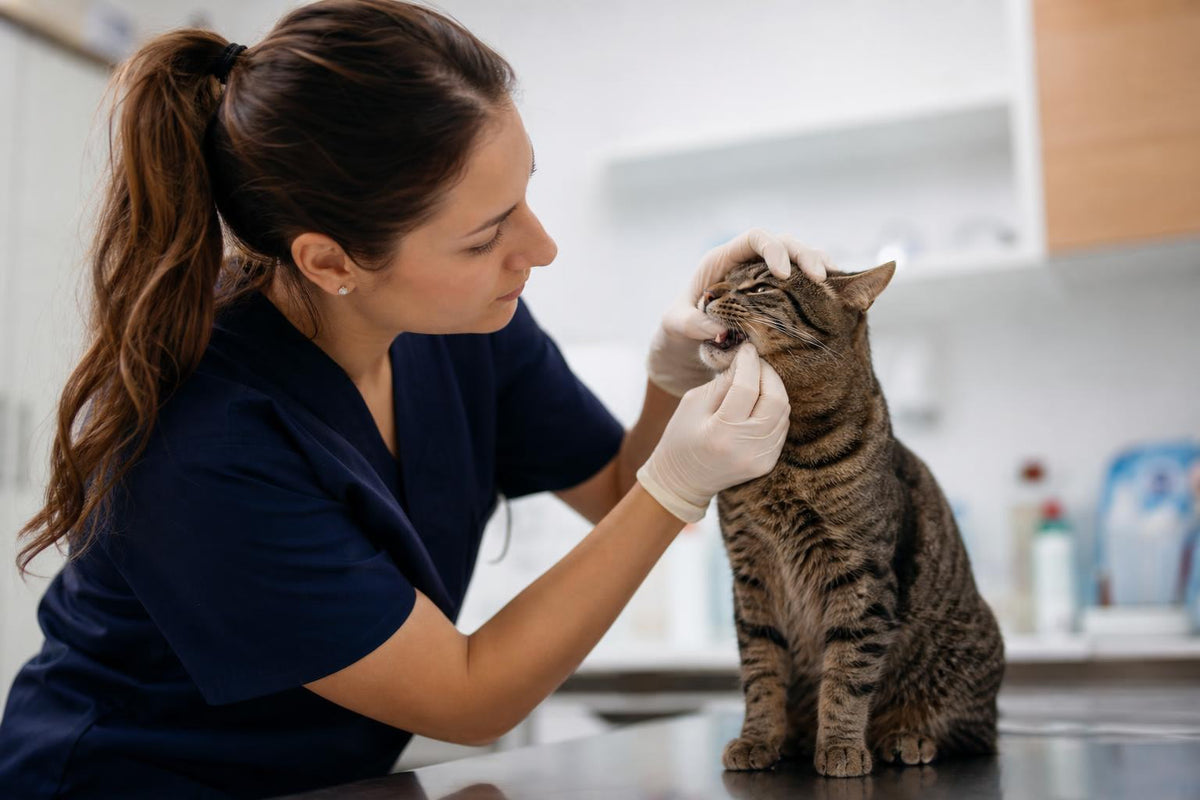 Cat Bad Breath: Causes, Treatment & Prevention (2026)