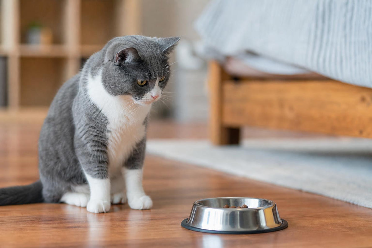 My Cat Won't Eat: Causes, Terms & Fixes (2026 Guide)