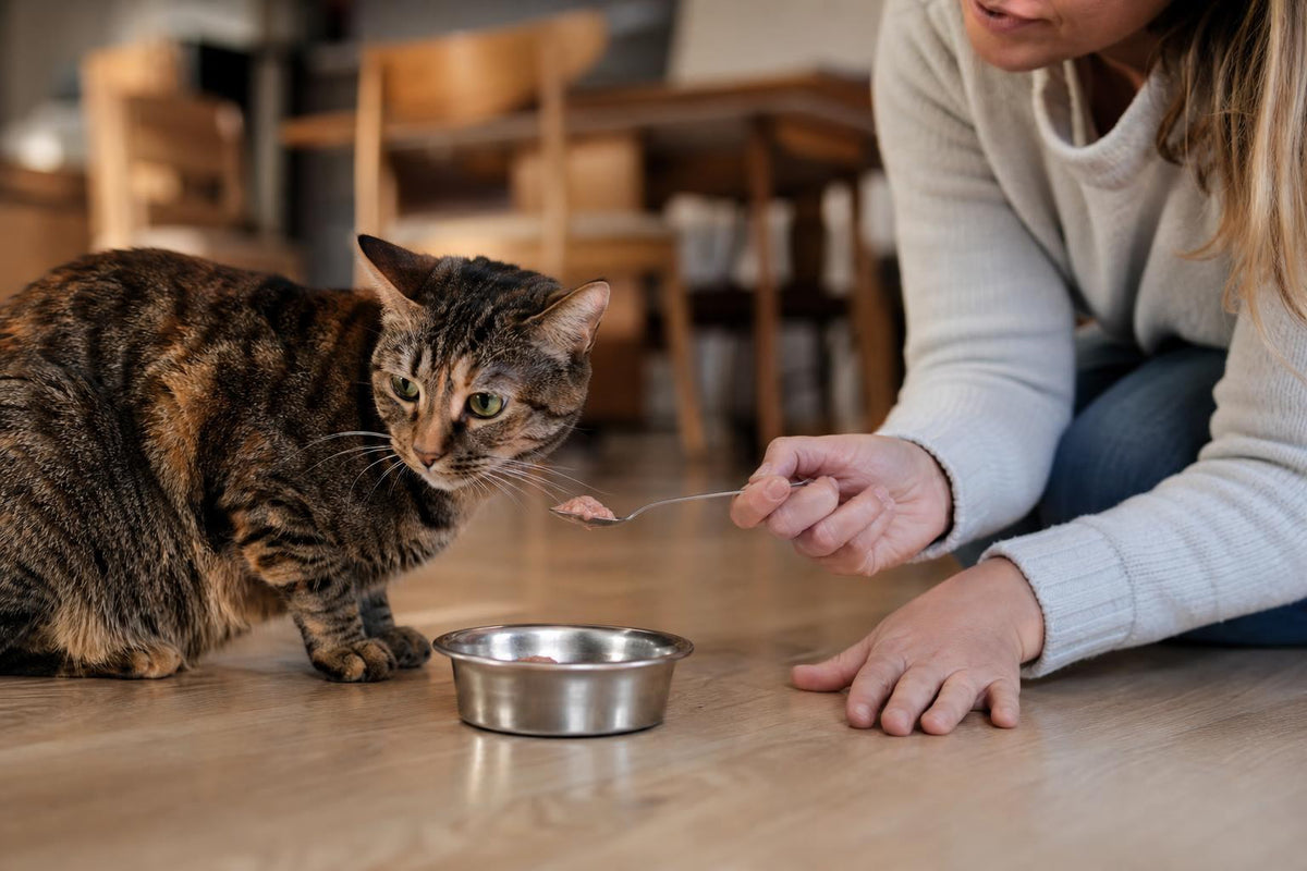 How to Get a Fussy Cat to Eat: 7 Vet-Backed Fixes (2026)
