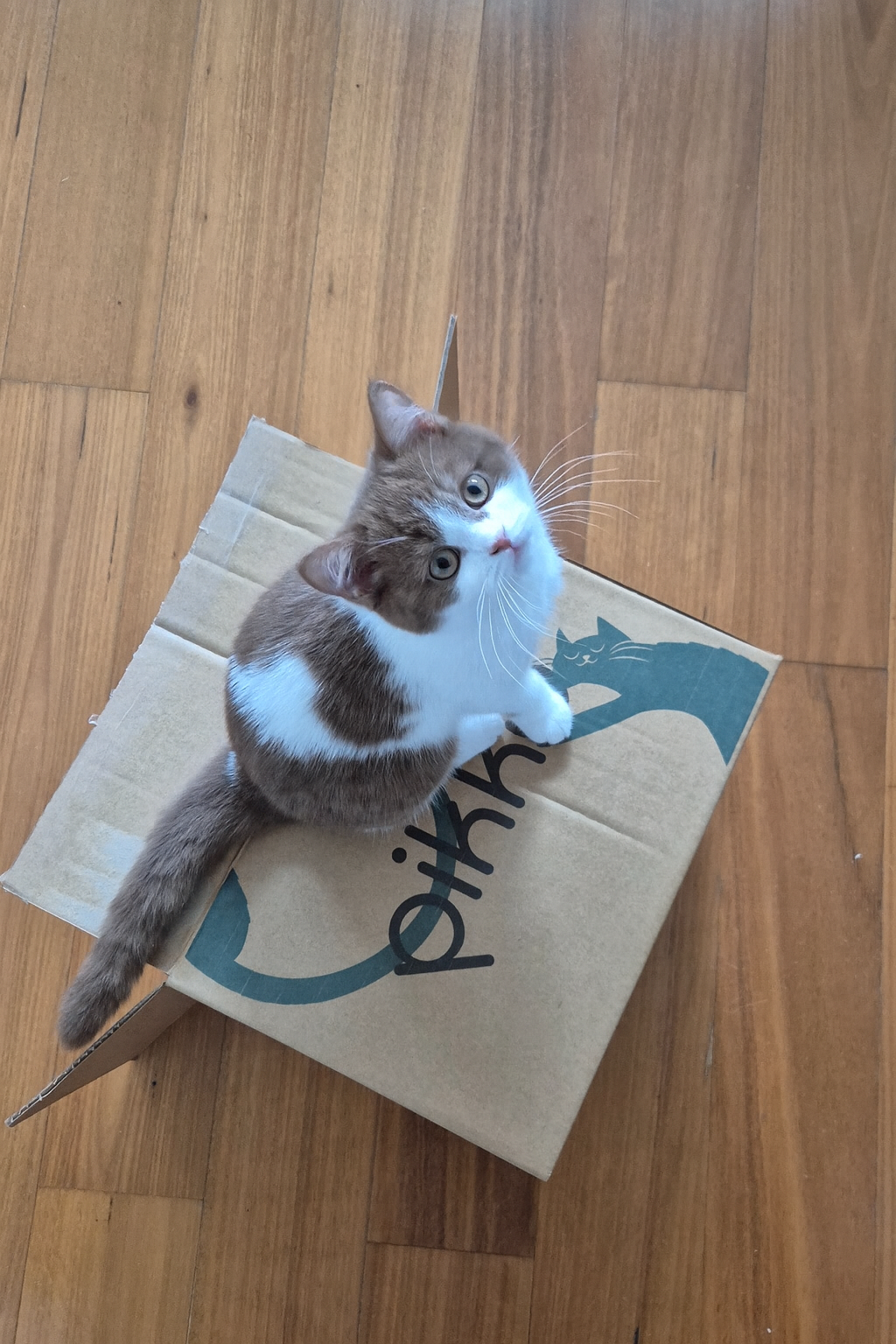 Pikko